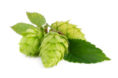 Taze yeşil zıpzıp dalı, beyaz arka planda izole edilmiş. Yapraklı kozalaklar. Organik zıplama çiçekleri. Kapat..