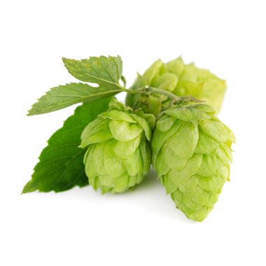 Taze yeşil zıpzıp dalı, beyaz arka planda izole edilmiş. Yapraklı kozalaklar. Organik zıplama çiçekleri. Kapat..