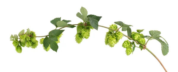 Rama de lúpulo verde fresco, aislado sobre fondo blanco. Saltar conos con hoja. Flores orgánicas de lúpulo. De cerca.. —  Fotos de Stock