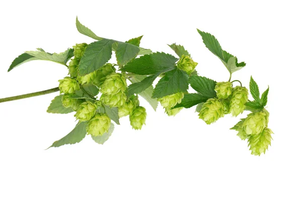 Frischer grüner Hopfenzweig, isoliert auf weißem Hintergrund. Hopfenzapfen mit Blatt. Bio-Hopfenblüten. Nahaufnahme. — Stockfoto