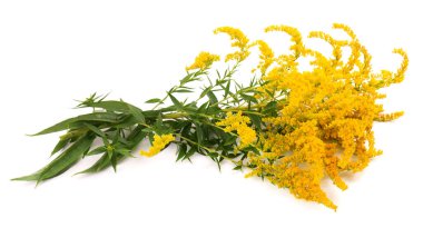 Altın Solidago virgaurea çiçekleri beyaz arka planda izole edilmiş. Ragweed çalıları veya Ambrosia artemisiifolia. Şifalı bitkiler..