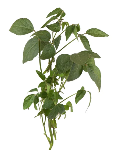 Arbusto de soja verde isolado sobre fundo branco. — Fotografia de Stock