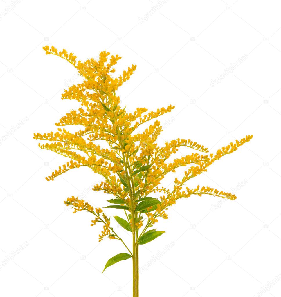 Golden Solidago virgaurea flowers isolated on white background. Ragweed bushes or Ambrosia artemisiifolia. Medicinal herbal plant.