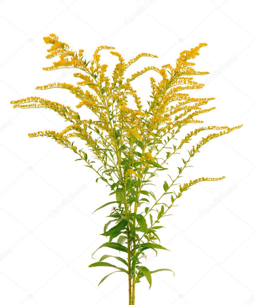 Golden Solidago virgaurea flowers isolated on white background. Ragweed bushes or Ambrosia artemisiifolia. Medicinal herbal plant.