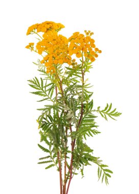 Tansy ya da Tanasetum vulgare çiçekleri, beyaz arka planda izole edilmiş. Şifalı bitkiler..