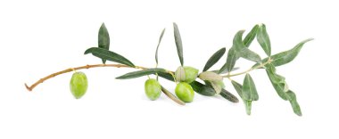 Beyaz arka planda izole edilmiş zeytin dalı. Yapraklı yeşil zeytin.