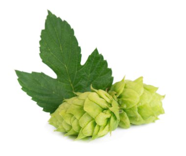 Taze yeşil zıpzıp dalı, beyaz arka planda izole edilmiş. Yapraklı kozalaklar. Organik zıplama çiçekleri. Kapat..