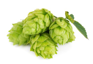 Taze yeşil zıpzıp dalı, beyaz arka planda izole edilmiş. Yapraklı kozalaklar. Organik zıplama çiçekleri. Kapat..