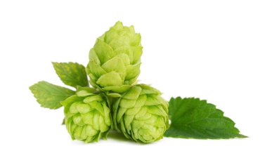 Taze yeşil zıpzıp dalı, beyaz arka planda izole edilmiş. Yapraklı kozalaklar. Organik zıplama çiçekleri. Kapat..