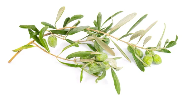 Ramo d'ulivo isolato su fondo bianco. Olive verdi con foglie. — Foto Stock