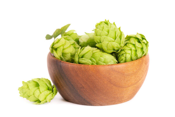 Fresh green hops branch in wooden bowl, isolated on a white background. Hop cones with leaf. Organic Hop Flowers. Close up.