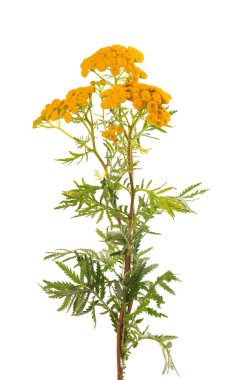 Tansy ya da Tanasetum vulgare çiçekleri, beyaz arka planda izole edilmiş. Şifalı bitkiler..