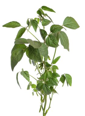 Beyaz arkaplanda yeşil soya çalısı var..