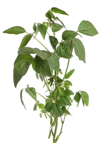 Beyaz arkaplanda yeşil soya çalısı var..