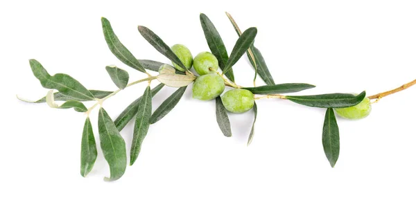 Oliv gren isolerad på vit bakgrund. Gröna oliver med blad. — Stockfoto