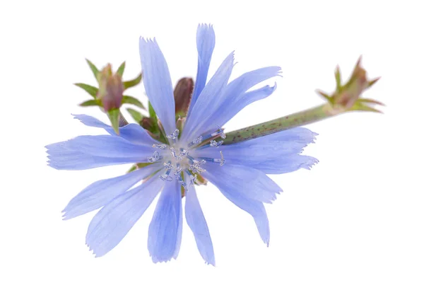 Flor de chicória isolada sobre fundo branco. Cichorium intybus. — Fotografia de Stock