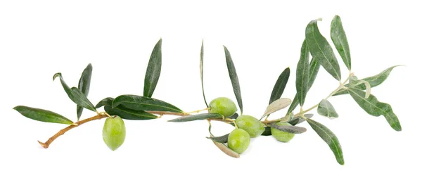 Branche d'olivier isolé sur fond blanc. Olives vertes aux feuilles. — Photo