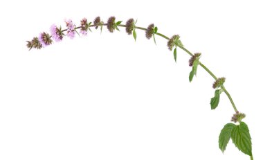 Beyaz arka planda izole edilmiş nane çiçekleri. Naneli şeker. Bitkisel ilaçlar.