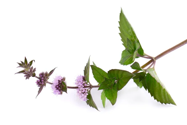 Flores de menta aisladas sobre fondo blanco. Rama de menta. Medicina herbal. —  Fotos de Stock