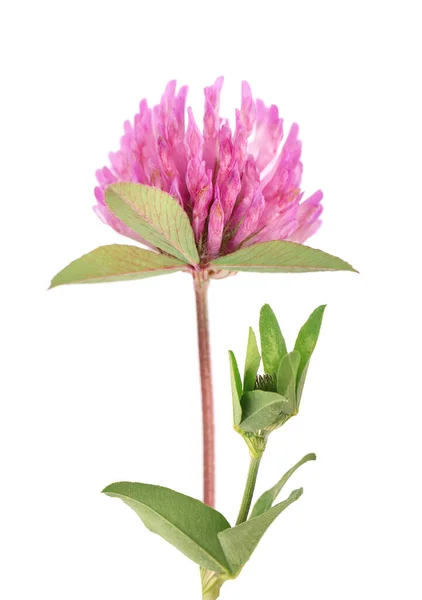 Klöver blomma på en stam med gröna blad, isolerad på vit bakgrund. Trifolium pratense. — Stockfoto