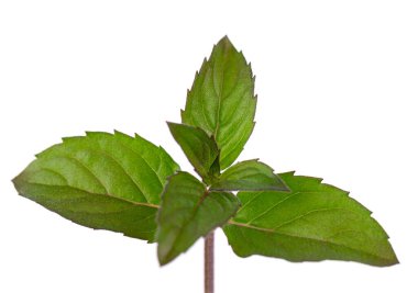 Beyaz arka planda izole edilmiş taze nane şekeri. Nane yaprakları.