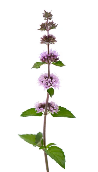 Pepparmynta blommor isolerad på vit bakgrund. En myntgren. Örtmedicin. — Stockfoto