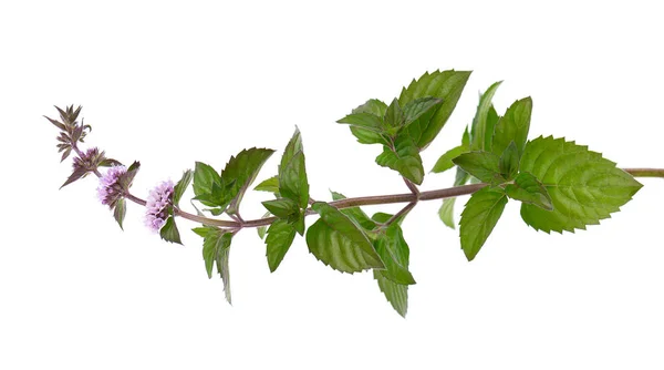 Peppermint flowers isolated on white background. Mint branch. Herbal medicine. — Stock Photo, Image