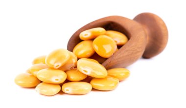 Tahta kepçe içinde turşulu sarı lupin fasulyesi, beyaz arka planda izole. Tournus, korunmuş lupinus..