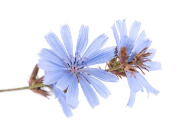 Beyaz arka planda izole edilmiş hindiba çiçeği. Cichorium İntybus.