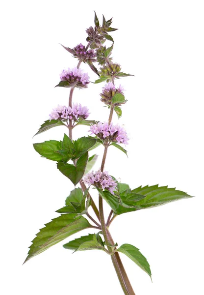 Pepparmynta blommor isolerad på vit bakgrund. En myntgren. Örtmedicin. — Stockfoto