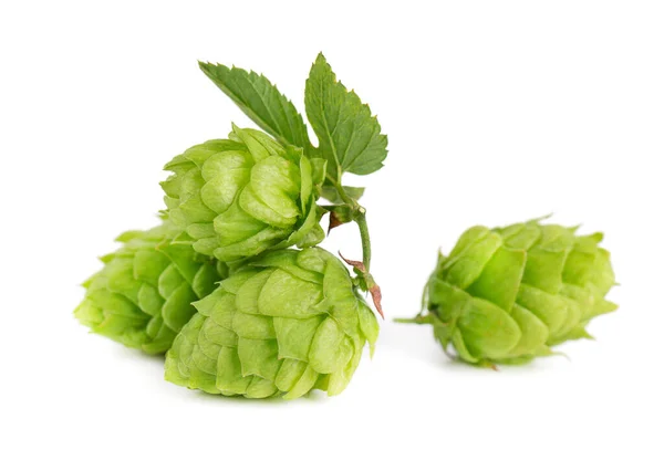 Fresh green hops branch, isolated on a white background. Hop cones with leaf. Organic hop flowers. Close up. — Stock Photo, Image