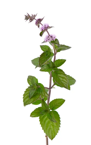 Pepparmynta blommor isolerad på vit bakgrund. En myntgren. Örtmedicin. — Stockfoto