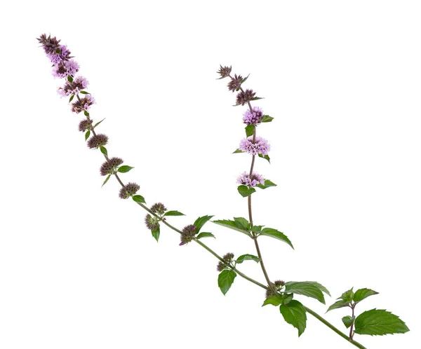 Pepparmynta blommor isolerad på vit bakgrund. En myntgren. Örtmedicin. — Stockfoto