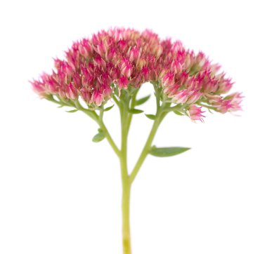 Beyaz arka planda izole edilmiş sedum çiçekleri. Hylotelephium Spectabile veya gösterişli taşrop.