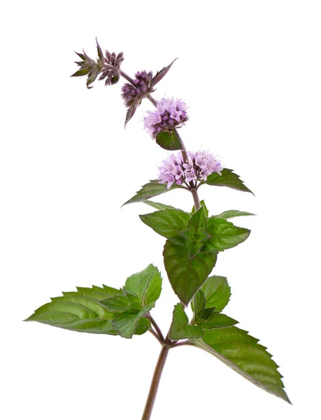 Pepparmynta blommor isolerad på vit bakgrund. En myntgren. Örtmedicin. — Stockfoto