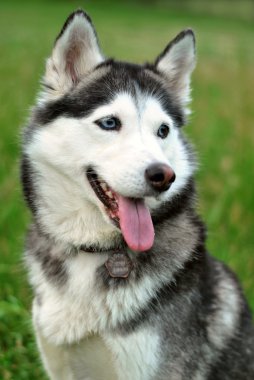 Siyah ve beyaz husky