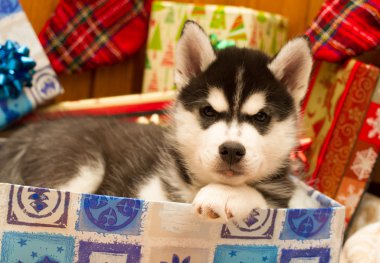sevimli siyah köpek