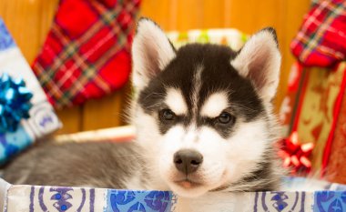 siyah köpek yavrusu