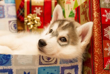 Husky yavrusu