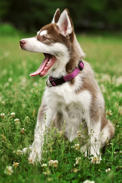 Puppy husky rode kleur — Stockfoto