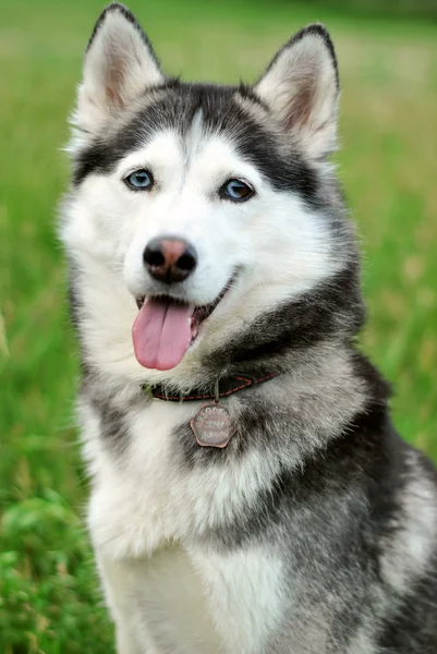 Siyah beyaz portre husky — Stok fotoğraf