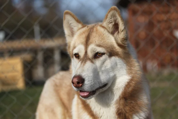 Rode husky — Stockfoto