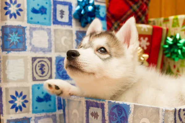 El cachorro husky mirando hacia arriba — Foto de Stock