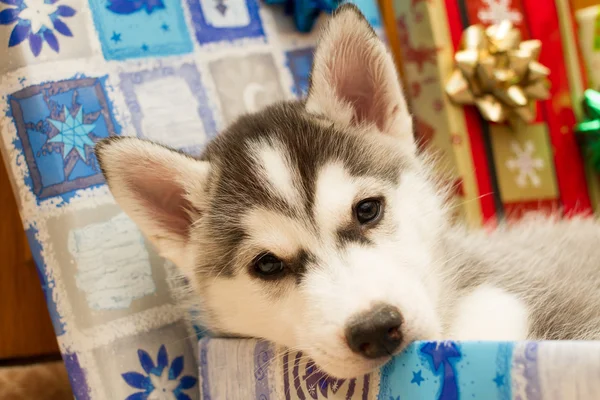 Puppy kauwt vakken — Stockfoto