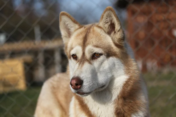 Kahverengi husky — Stok fotoğraf