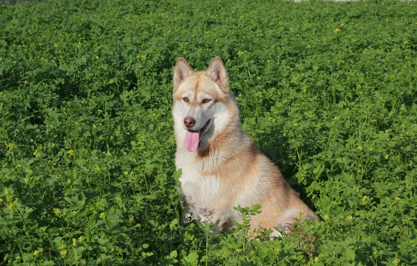 Červený husky — Stock fotografie