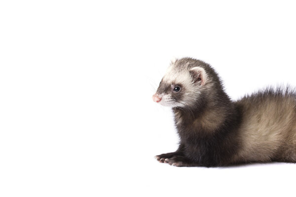 Amazing ferret