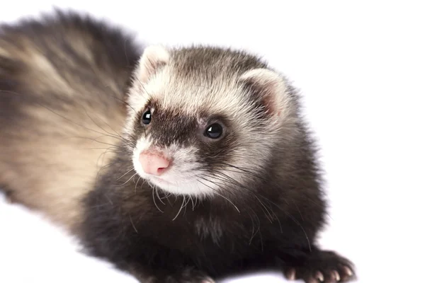 Het verbaasd gezicht ferret — Stockfoto