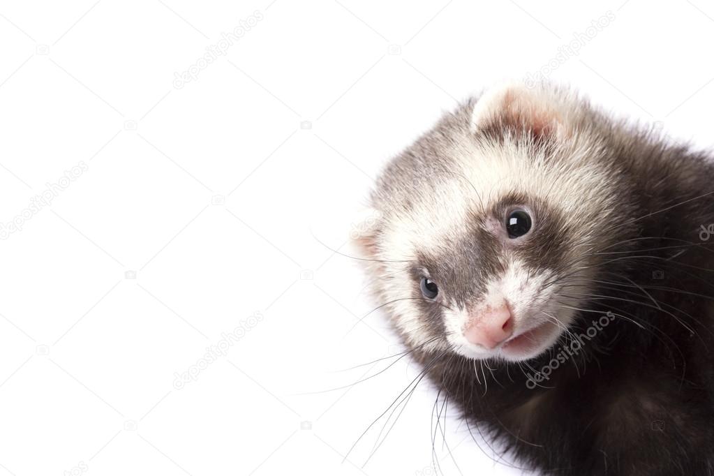 Ferret looks out