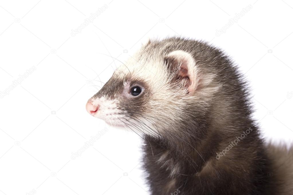 Beautiful ferret